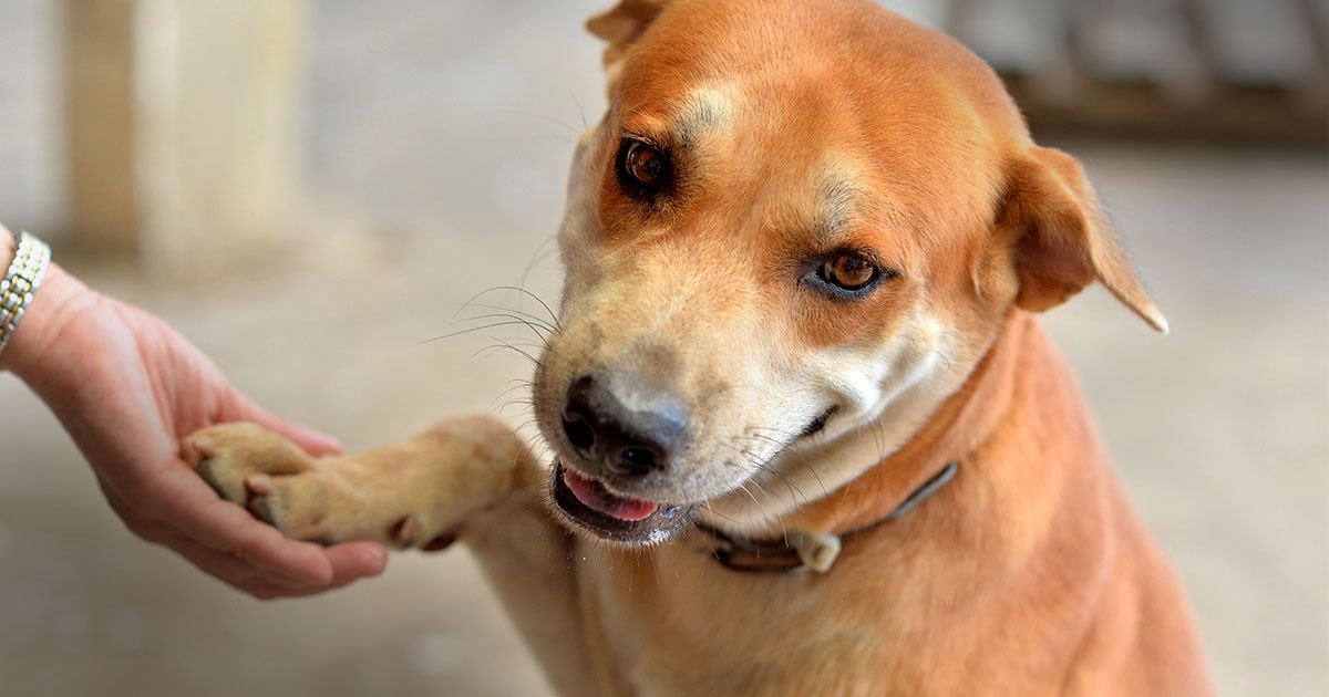 Happy paw dog