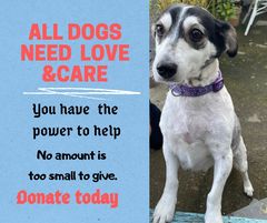 All dogs need love banner