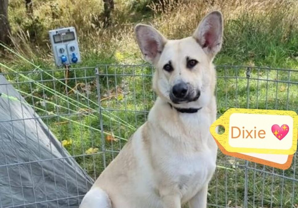 DIXIE 15 MONTHS (location SOUTH EAST / LONDON)