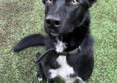 RUDY – MALE – BORDER COLLIE -1,5 YEAR OLD – NEUTERED -MEDIUM- URGENT REHOMING  (MIDLANDS)