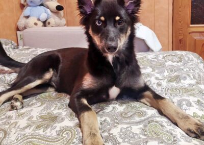 SALMA-  FEMALE -7 MONTH -SMALL –  SPAYED  (Midlands)