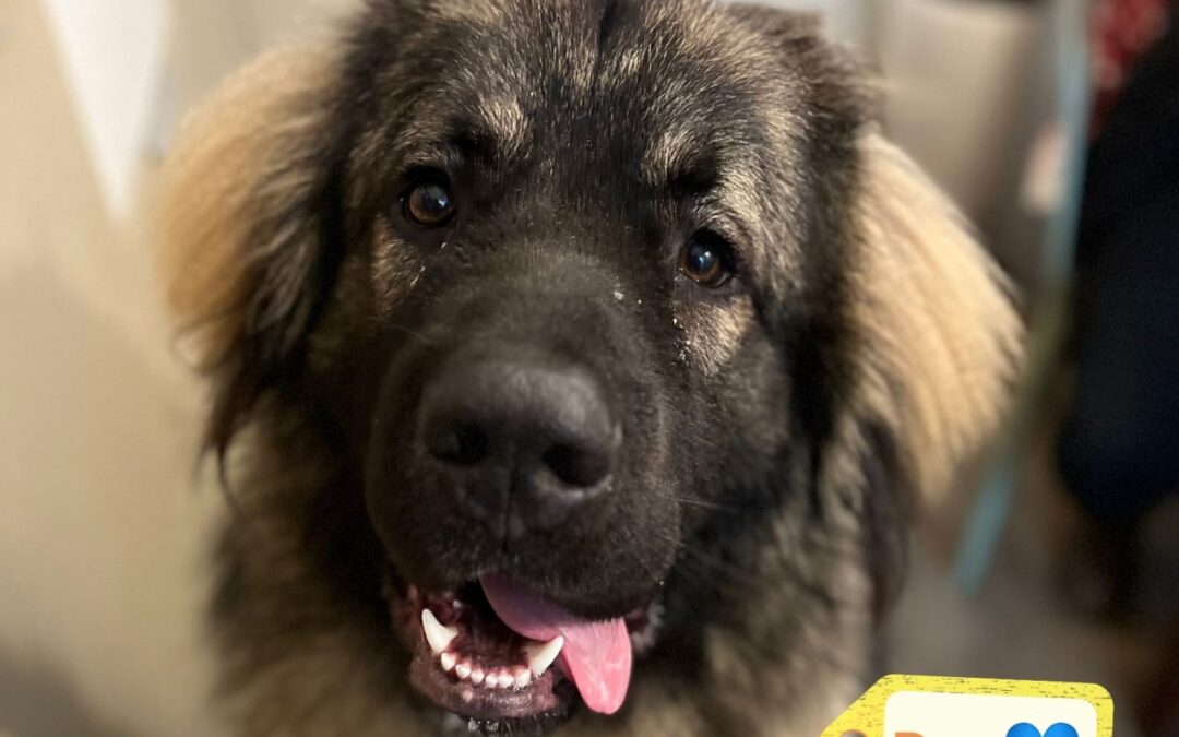 Urgent: UK Surrender (Hertfordshire): REX a Gentle Giant- 11 months old puppy boy- super Large- Caucasian Shepherd