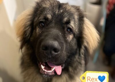 Urgent: UK Surrender (Hertfordshire): REX a Gentle Giant- 11 months old puppy boy- super Large- Caucasian ShepherdURGENT 