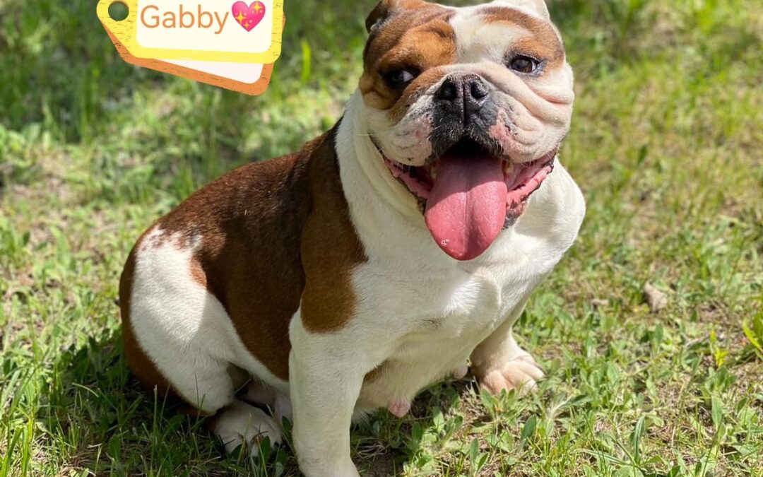 GABBY – 6 years old girl – English Bulldog