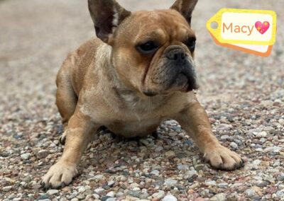 MACY – 2 years old girl – French Bulldog-small size