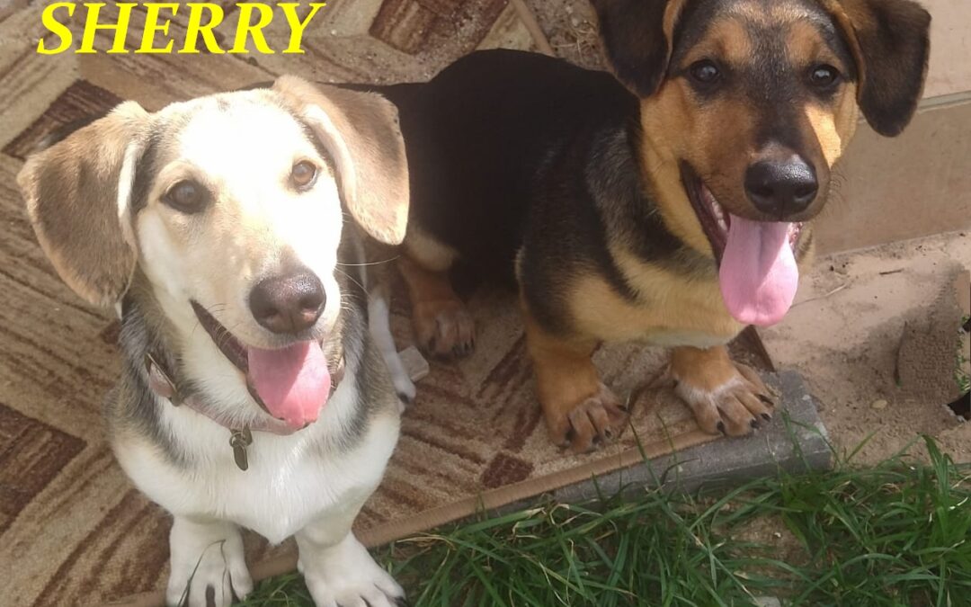 TOBY(boy) & SHERRY (girl)~daschund cross~5.5m.o. puppy~small-TOGETHER or SEPARATELY