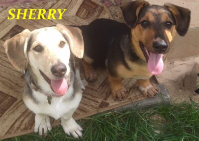 TOBY(boy) & SHERRY (girl)~daschund cross~5.5m.o. puppy~small-TOGETHER or SEPARATELY