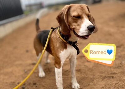 ROMEO – 10 m.o puppy boy – Beagle- small