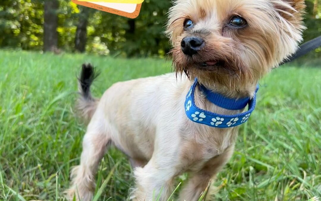DOBBY-6-7 years old boy-tea-cup size-Yorkshire terrier
