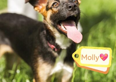 MOLLY – 7 mo puppy girl – small medium
