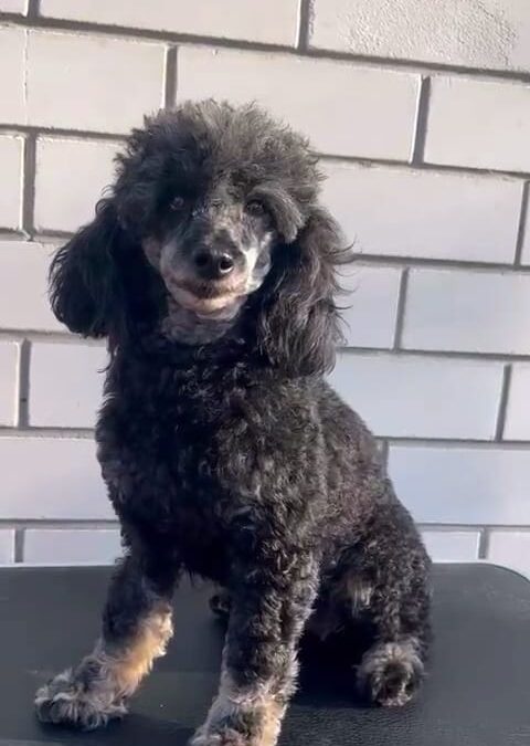 Fanta – 5 years old girl – Miniature poodle