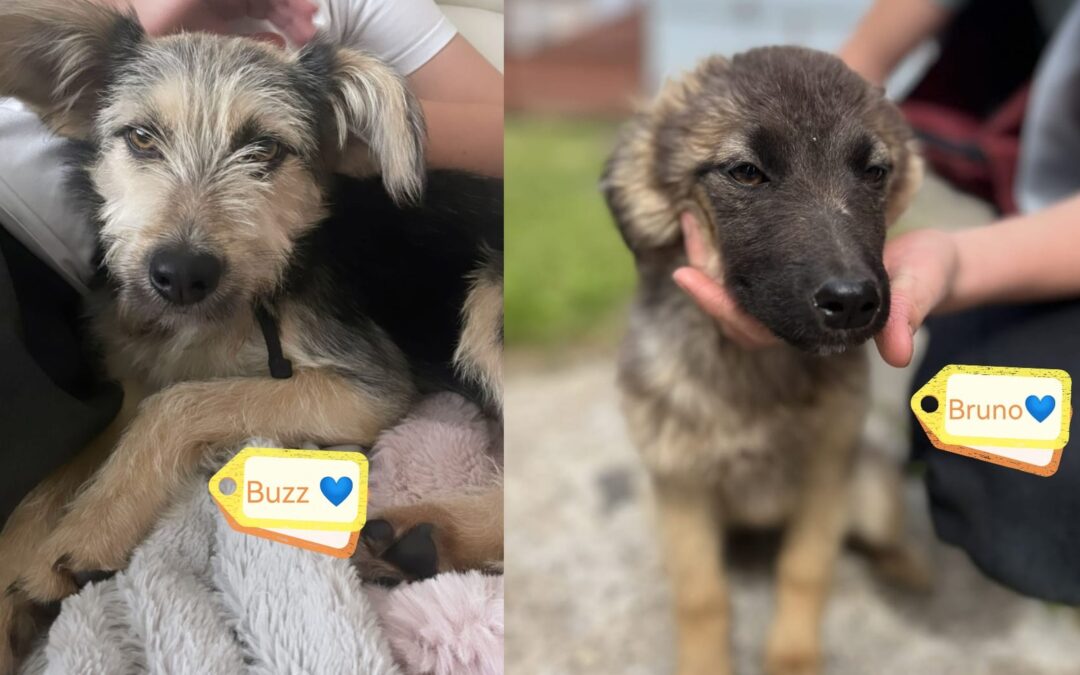 BUZZ & BRUNO – 8 months old puppy boys – small-medium size