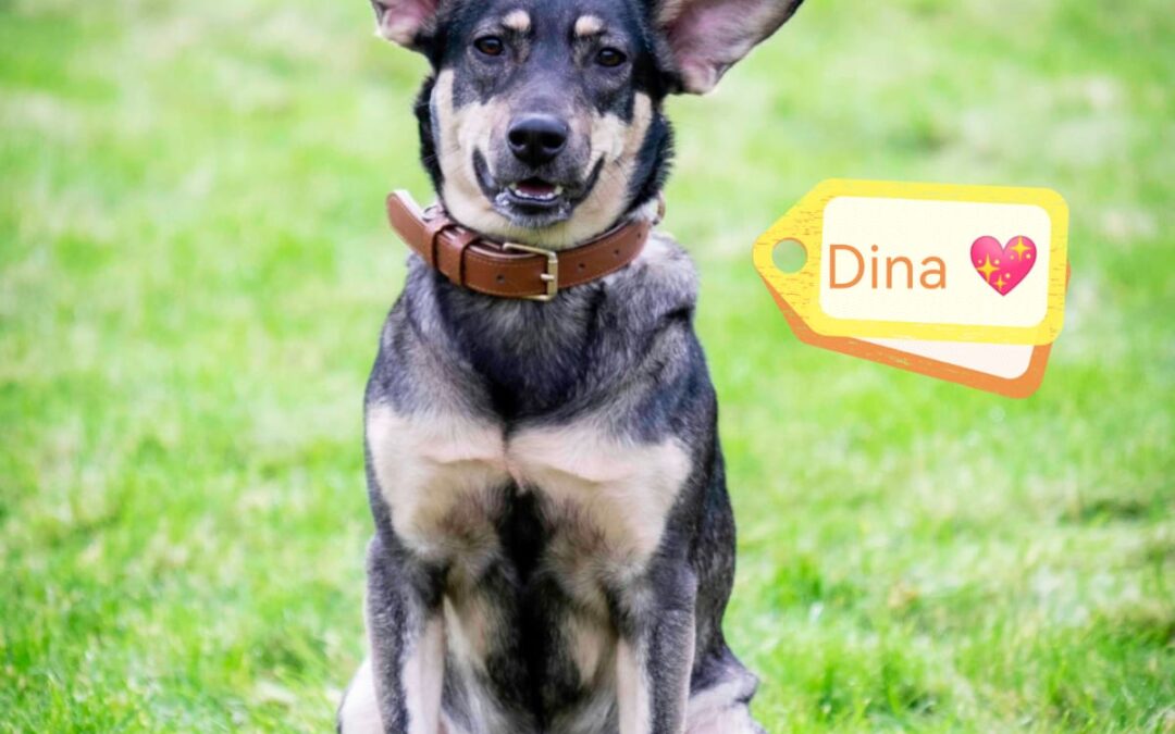 DINA – 1 1/2 years old girl – Medium size