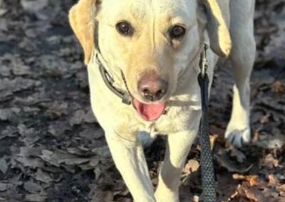 CASSY-2 yo-female-smallish size Labrador-Ukraine war dog