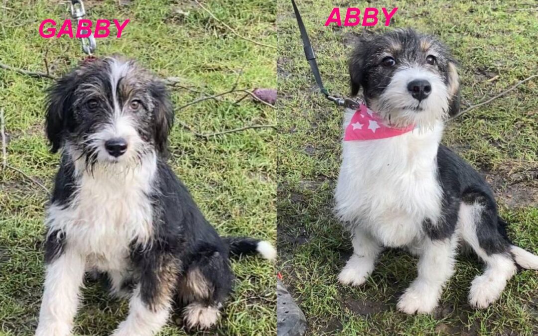 GABBY & ABBY- 7 month puppy- small-to-medium- Ukraine war dogs