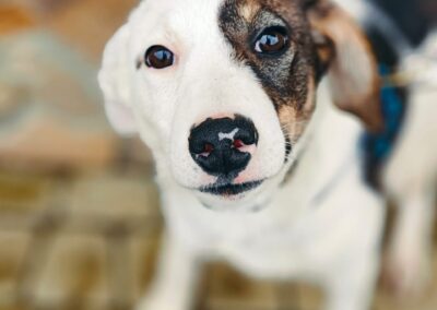 BRITNEY-7 months puppy- girl-small-to-medium- Ukraine war dog