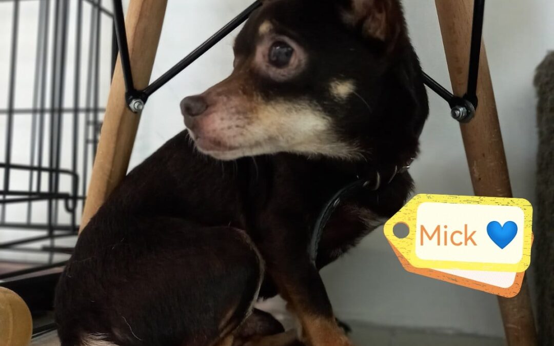 MICK – 7 years old boy – Miniature Toy Terrier