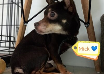 MICK – 7 years old boy – Miniature Toy Terrier