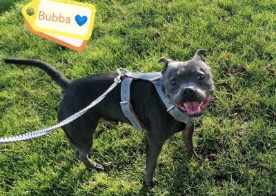 BUBBA – 2 years old – Small medium size