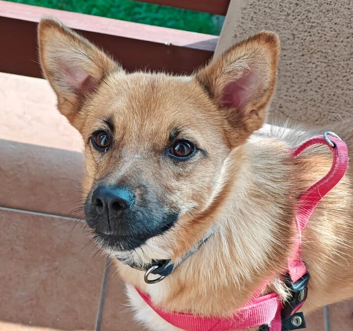TANNY- 1 year girl-small- Ukraine war dog