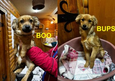 BOO (boy) & BUPSI (girl)- 6.5 months puppies-small- Ukraine war dog