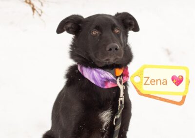 ZENA – 8 months old puppy girl – Medium size