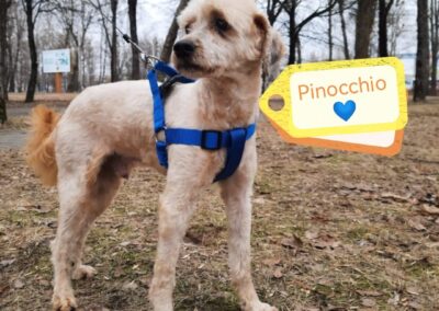 PINOCCHIO – 4 years old boy – Poodle cross-Small