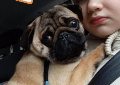 STEVE and MARLEY – PUG-12 months old boys – small