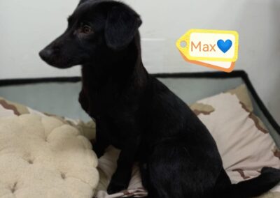 MAX – 9 months old boy – small medium size