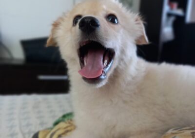 GLACIER – 6 months old puppy boy – small medium size