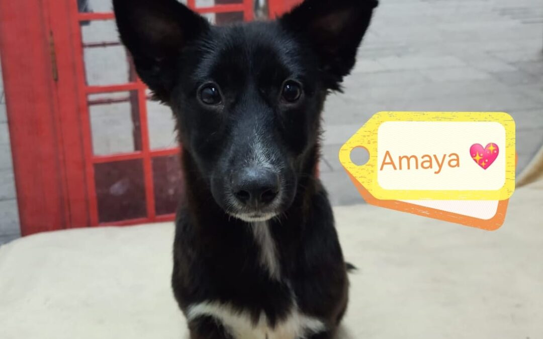 AMAYA –  5 1/2 months old puppy girl – Small size