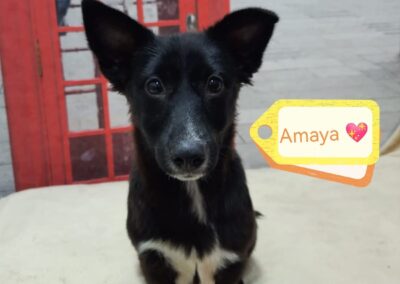 AMAYA –  5 1/2 months old puppy girl – Small size