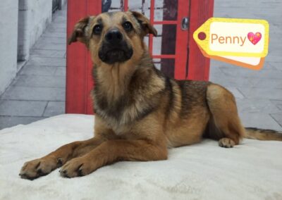 PENNY –  6 1/2 months old puppy girl – small medium size