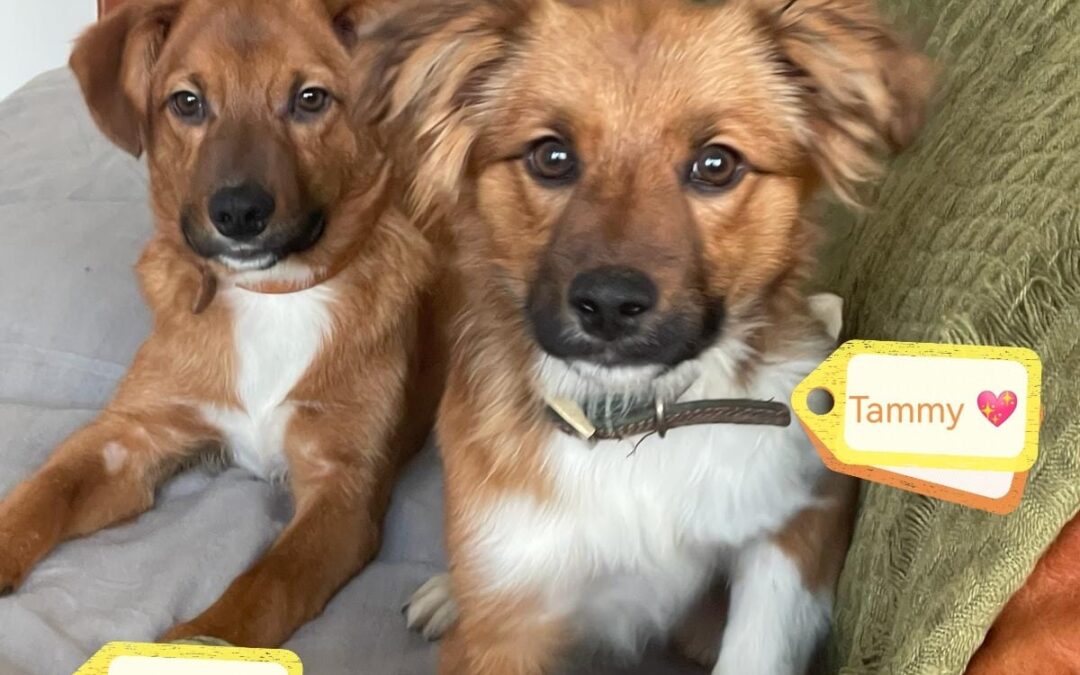 TAMMY (girl) AND TOMMY (boy) – 6 months old puppy- Small- can go separately