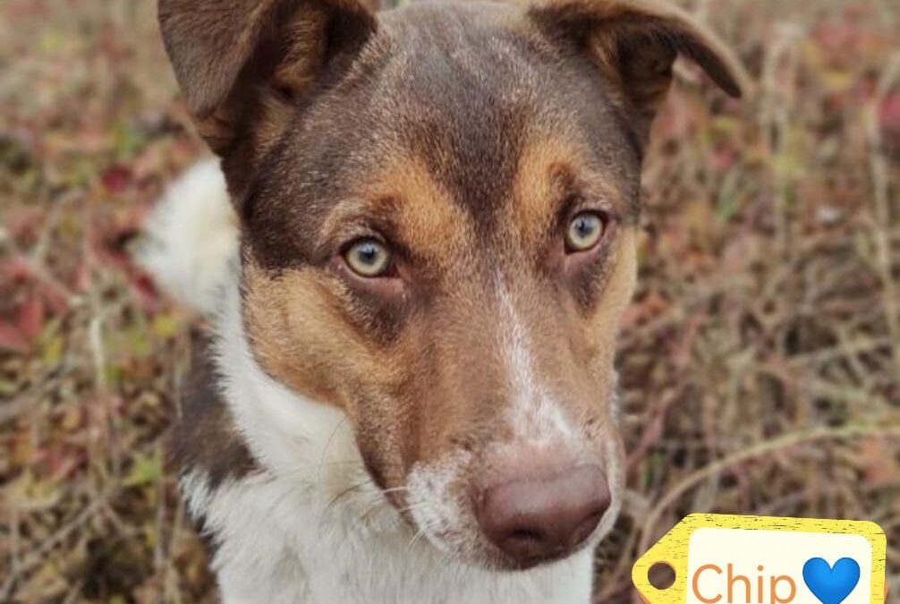 CHIP – 1 yo boy – Smallish medium size – Ukraine war dog