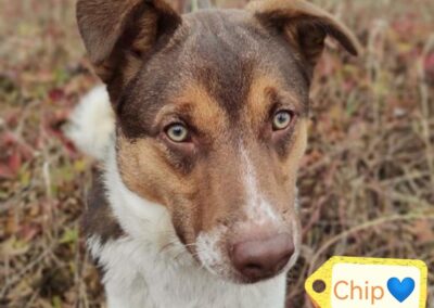 CHIP – 1 yo boy – Smallish medium size – Ukraine war dog