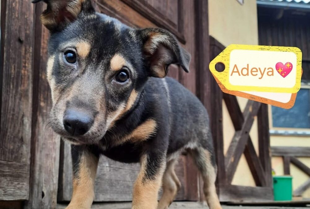 ADEYA –  5 mo puppy girl – Dachshund  cross-Small size