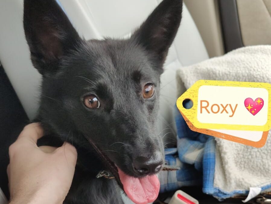 URGENT: ROXY – no fault sweet 18 months old smallish girl is overlooked for long-UK based