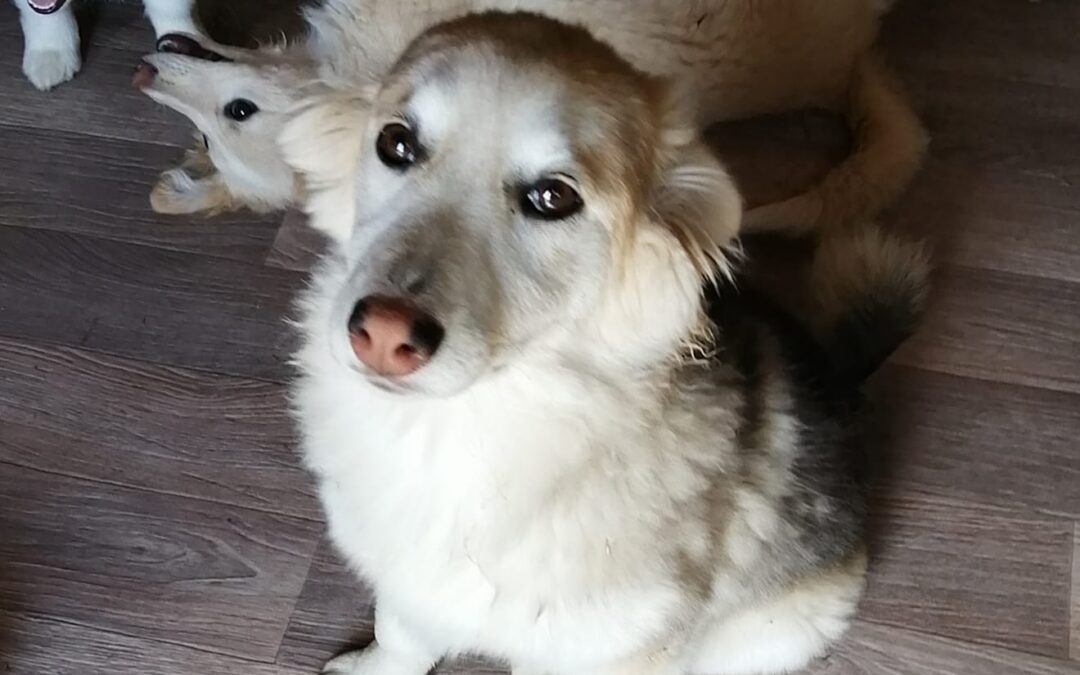 MISHKA- smallish medium- 6mo puppy girl -Dachshund-Husky cross -Ukraine war dog