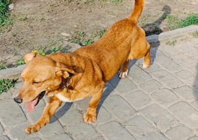 Already in UK: STAS- 3 yo boy – smallish medium- Dachshund cross- Ukraine war dog