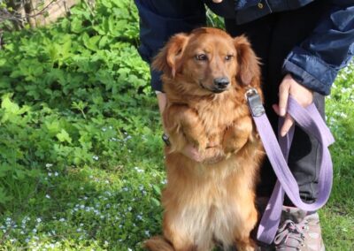 Already in UK: SANDRA- 1,5 yo small girl – Dachshund x Spaniel cross -Ukraine war dog