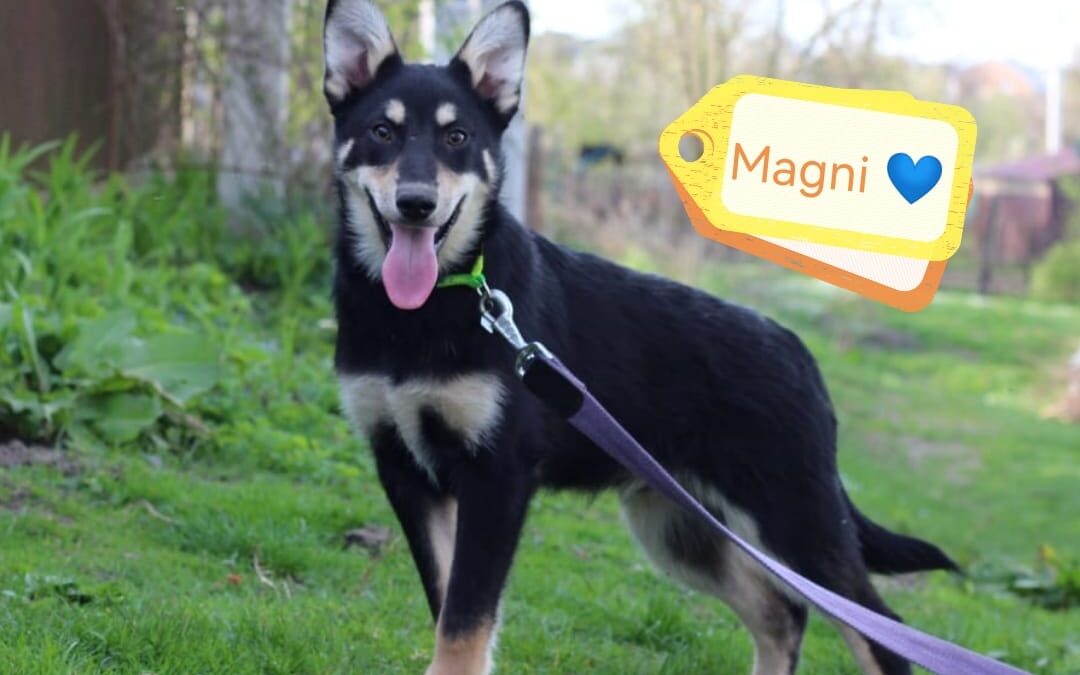 Already in UK: MAGNI – 9 mo puppy boy – medium- Ukraine war dog