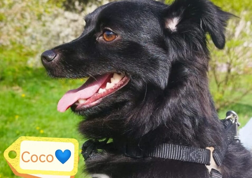 UK dog: Urgent COCO – 3 years old boy – Small