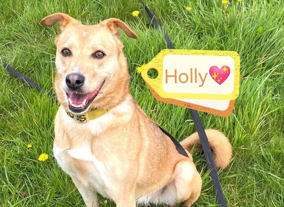 UK surrender: VERY MUCH OVERLOOKED: HOLLY – beautiful  soul is in kennels-  GIVE HER A CHANCE
