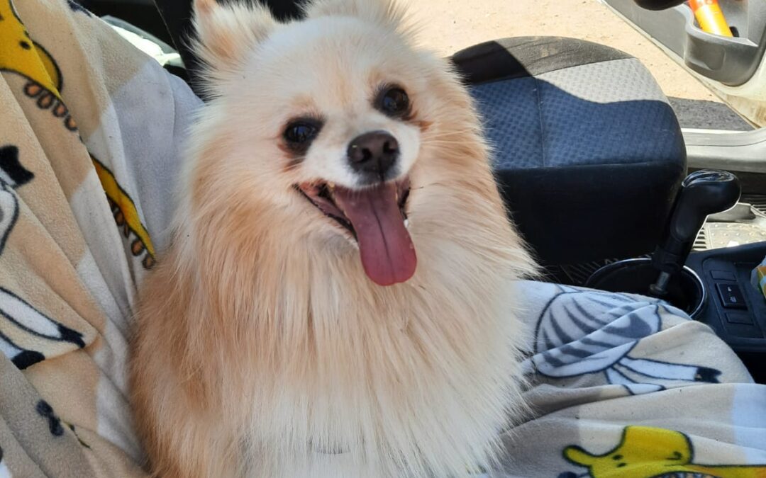 BUDDY – 3-4 years old boy – Small size Pomeranian spitz