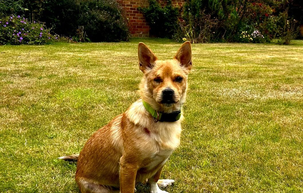 URGENT: UK Based (London): MURPHY- 4,5 yo small boy – Corgi-Chihuahua cross -Ukraine war dog-Reduced FeesURGENT 