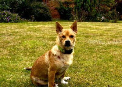 URGENT: UK Based (London): MURPHY- 4,5 yo small boy – Corgi-Chihuahua cross -Ukraine war dog-Reduced FeesURGENT 