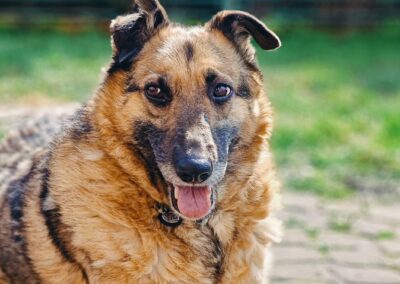 Fees Reduced: BODIA – Medium to Large – 8 yo senior 30 kilos of kindness- Ukraine war dog