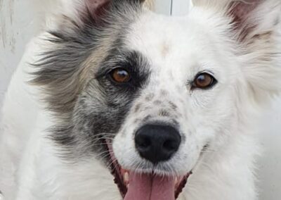 Already in UK: KORA- 5 years old girl- medium-Ukraine war dog