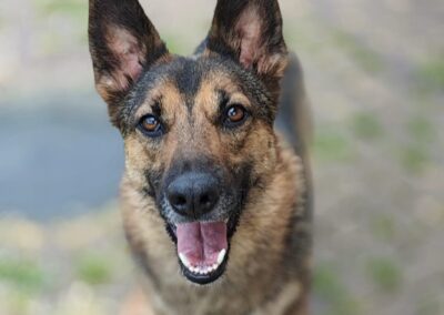 Already in UK: DIXY-1,5 yo girl- smallish medium knee size- Ukraine war dog